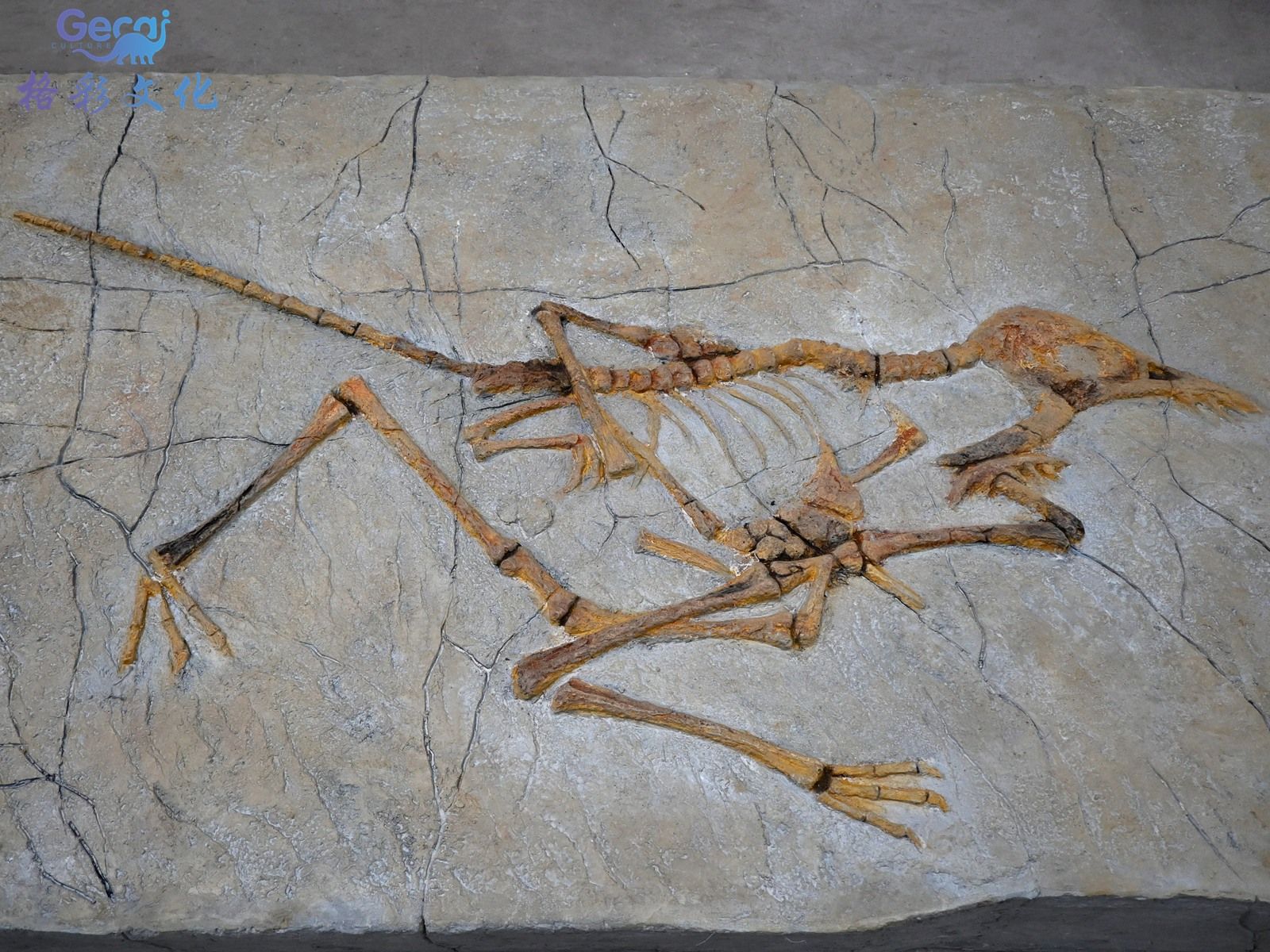 博物馆小盗龙化石模型