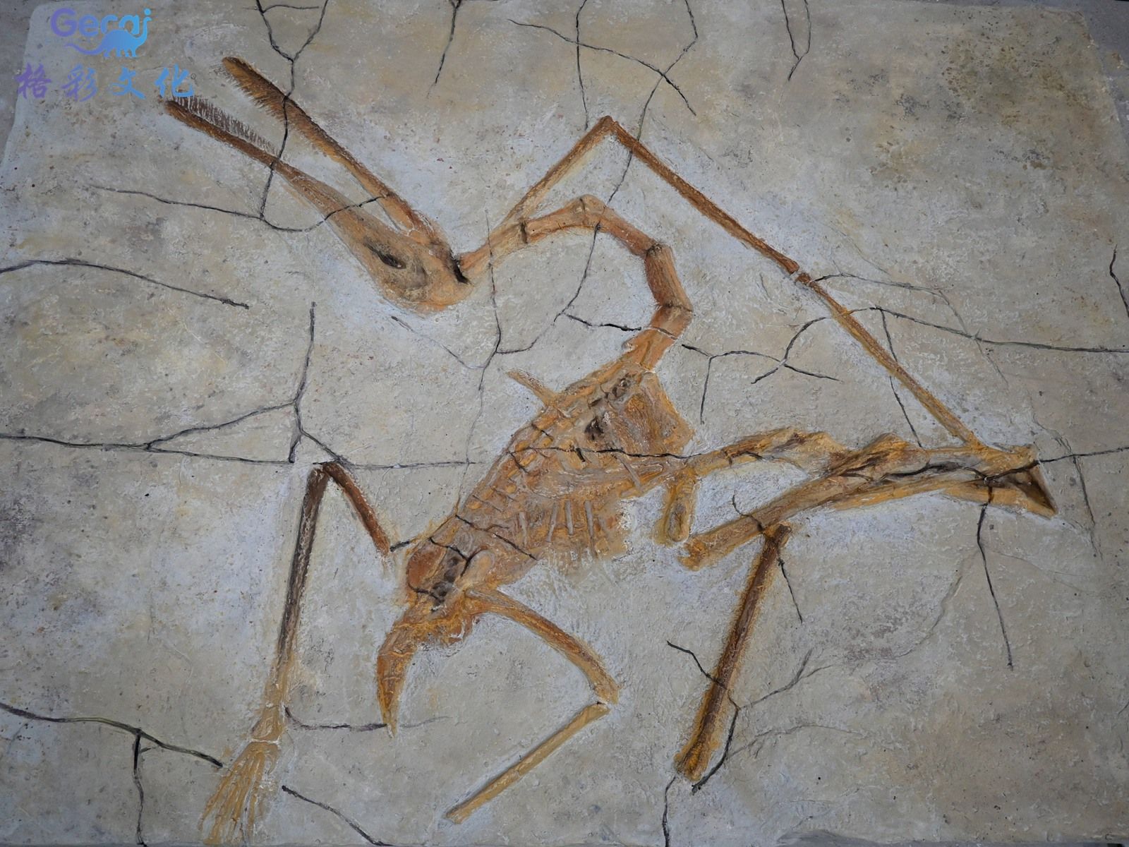 古生物化石模型